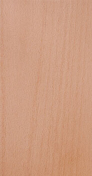 Beech Erpn Stmd Flat Cut