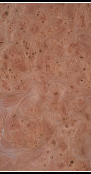 Elm Carpathian Burl