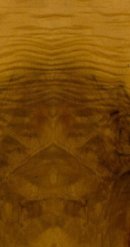 Myrtle Burl