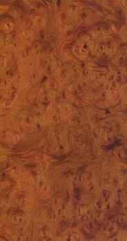 Elm Burl