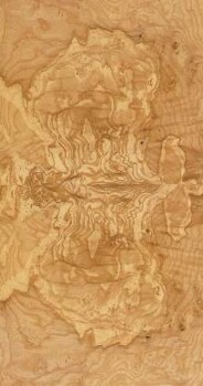 Olive Ash Burl